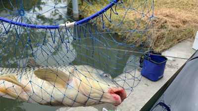 検証を兼ねての用水路での釣り