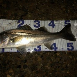 まあまあサイズ