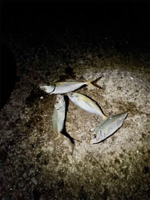 今年のアジング納め