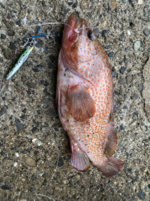 ショアジギングでスペシャルゲスト