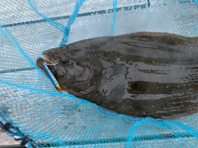 ダイソージグでヒラメ