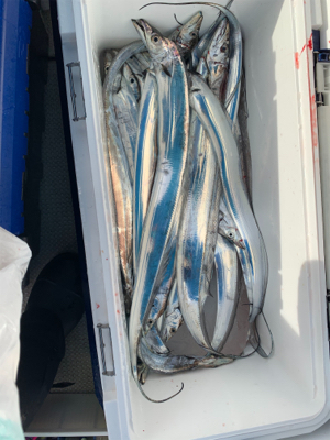 タチウオジギング