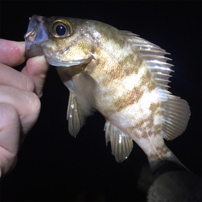 明石ライトゲーム