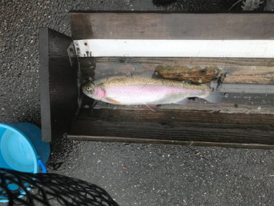 今季初トラウト