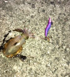 エギングのちアジング