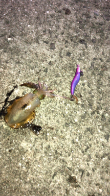 エギングのちアジング