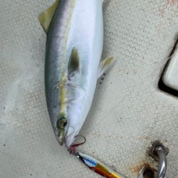 昼から明石沖青物ジギング