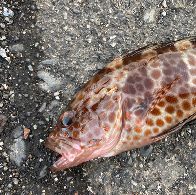 jackal グッドミールでハタ