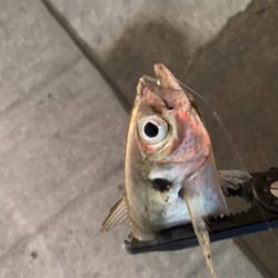 ベイトアジングの道⑨