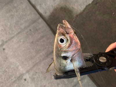 ベイトアジングの道⑨