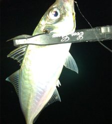 アジングナイト