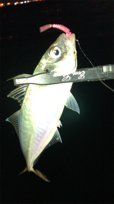 アジングナイト