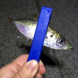 明石でアジ・メバル