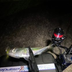 例年より魚の少ない大阪湾奥