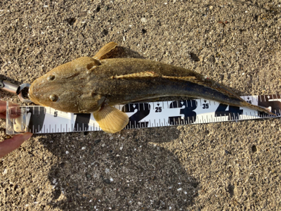 堤防ショアジギング