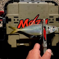 スプリットリグでアジング