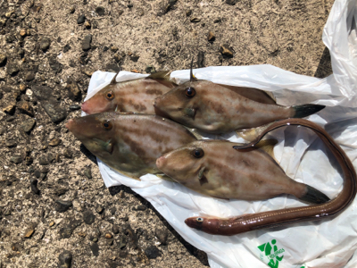 アナゴ　ウマヅラ