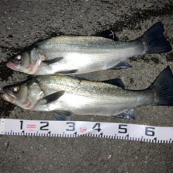 70アップのヒラスズキをゲット!