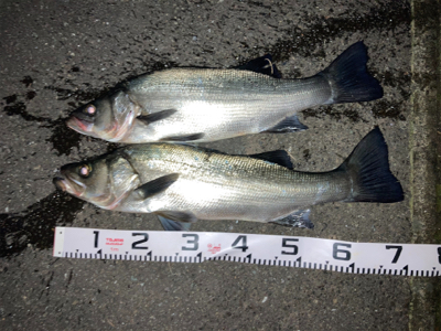 70アップのヒラスズキをゲット！