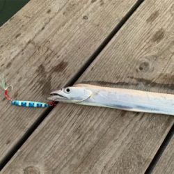 タチウオ再来襲