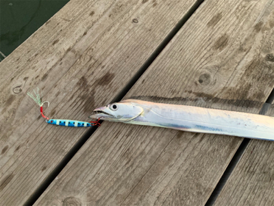 タチウオ再来襲