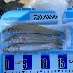 秋のカレイ、キス、五目釣り