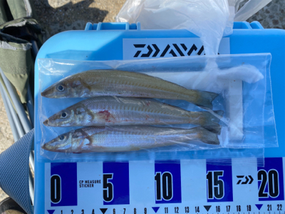 秋のカレイ、キス、五目釣り