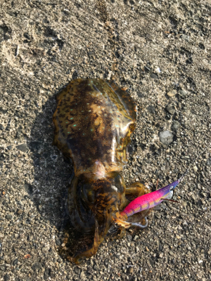 日本海エギング