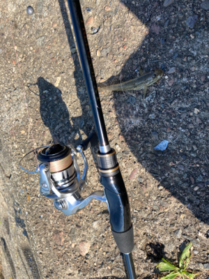 久しぶりのハゼ釣り