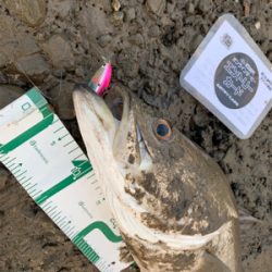 久々のランカー！