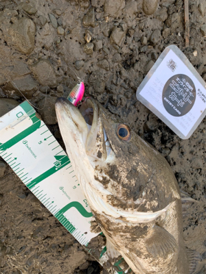 久々のランカー！