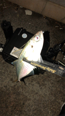 アジングナイト(コーヒー貰った)