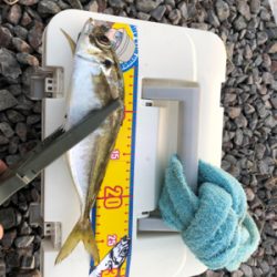 渋い中なんとかでした