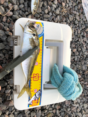 渋い中なんとかでした