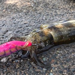 アオリイカを求めて⑬