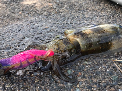 アオリイカを求めて⑬