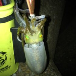 寒くて渋いエギングσ(^_^;)