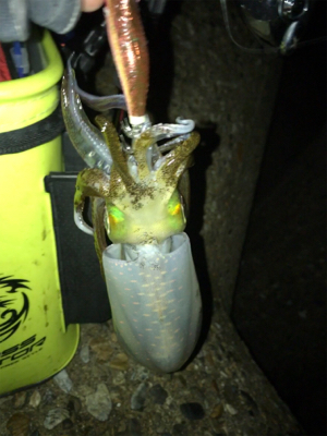 寒くて渋いエギングσ(^_^;)