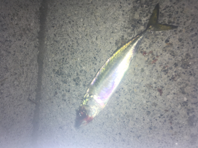 サバサバサバサバ