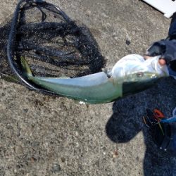 大阪湾青物ショアジギング