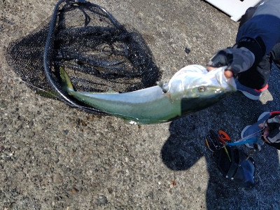 大阪湾青物ショアジギング