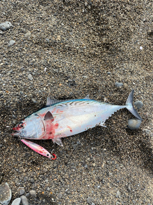 ゴールデンタイム♪