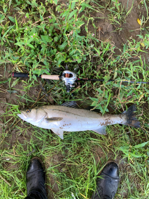 由良川/シーバス