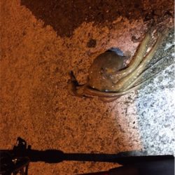 タコからのエギング