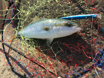 ブローウィンのアピール力