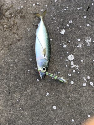 メジロはいなくなった