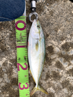 石川遠征断念からの