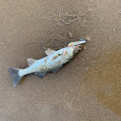 大量の小型セイゴ