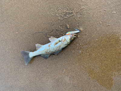 大量の小型セイゴ