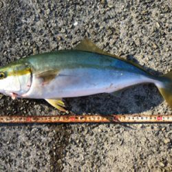 ハマチ！2020ライトゲーム第30戦